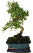 Serissa foetida - strom tísíce hvězd 891