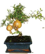 Punica granatum - granátové jablíčko 737