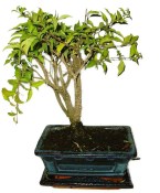 Acerola - Malpighia - tropická barbadosská třešeň 466