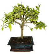 Acerola - Malpighia - tropická barbadosská třešeň 466