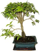 Acerola - Malpighia - tropická barbadosská třešeň 466