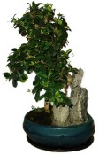 Pokojová bonsaj Carmona microphylla - čaj fuki 897