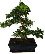 Pokojová bonsaj Carmona microphylla - čaj fuki 899