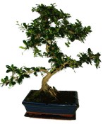 Pokojová bonsaj Carmona microphylla - čaj fuki 900