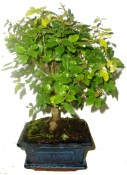 Pokojová bonsai Sagerethia thea 294