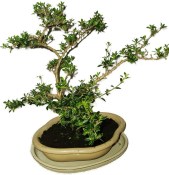 Serissa foetida - strom tísíce hvězd 901