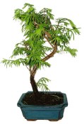 Metasequola - sekvoj 902 - venkovní bonsaje
