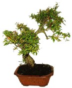 Punica granatum - granátovník 905