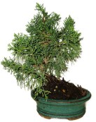 Juniperus - Jalovec 906 - venkovní bonsaje