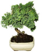 Juniperus - Jalovec 907 - venkovní bonsaje