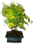 Pokojová bonsai Sagerethia thea 811 - prochází obměnou listů