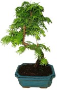 Metasequola - sekvoj 908 - venkovní bonsaje