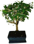 Pokojová bonsaj Carmona microphylla - čaj fuki 910