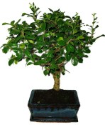 Pokojová bonsaj Carmona microphylla - čaj fuki 911