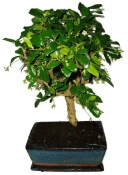 Pokojová bonsaj Carmona microphylla - čaj fuki 912