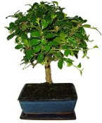 Pokojová bonsaj Carmona microphylla - čaj fuki 914