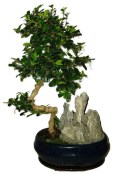 Pokojová bonsaj Carmona microphylla - čaj fuki 918