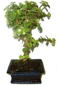 Tlustice - Portulacaria Afra 483