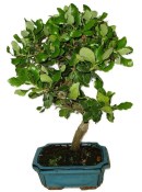 Quercus dub 921 - venkovní bonsaje