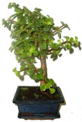 Tlustice - Portulacaria Afra 486