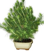 Bonsai Pinus halepensis 923