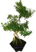 Serissa foetida - strom tísíce hvězd 924