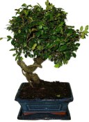 Zelkova 925 - pokojové bonsaje 