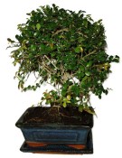 Zelkova 926 - pokojové bonsaje 