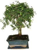 Zelkova 927 - pokojové bonsaje 