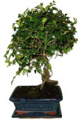 Zelkova 928 - pokojové bonsaje 