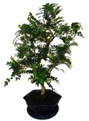 Caragona spinosa - čínský pepř 929 - bonsai