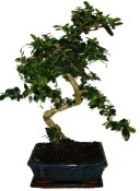 Pokojová bonsaj Carmona microphylla - čaj fuki 930