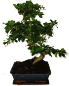 Pokojová bonsaj Carmona microphylla - čaj fuki 931