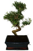 Serissa foetida - strom tísíce hvězd 932