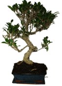 Ficus retusa - fíkovník - bonsai 933