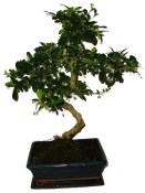 Pokojová bonsaj Carmona microphylla - čaj fuki 934