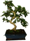 Pokojová bonsaj Carmona microphylla - čaj fuki 939