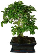 Zelkova 940 - pokojové bonsaje 