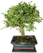 Zelkova 941 - pokojové bonsaje 