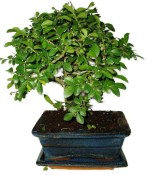 Zelkova 943 - pokojové bonsaje 