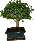 Zelkova 944 - pokojové bonsaje 