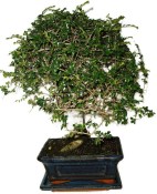 Zelkova 948 - pokojové bonsaje 