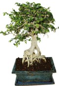 Zelkova 949 - pokojové bonsaje 
