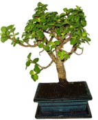Tlustice - Portulacaria Afra 951