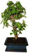 Tlustice - Portulacaria Afra 952