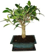 Ficus retusa - fíkovník - bonsai 953