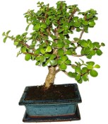 Tlustice - Portulacaria Afra 954