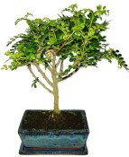 Caragona spinosa - čínský pepř 955 - bonsai