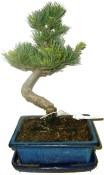 Pinus pentaphila 597 - venkovní bonsaje
