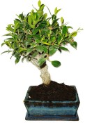 Ficus retusa - fíkovník - bonsai 956